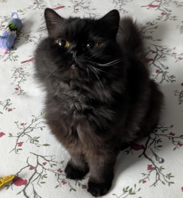 FOREST, an adoptable mixed breed in Mequon, WI image 2/5