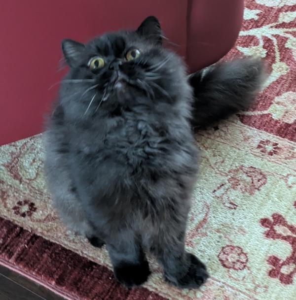 FOREST, adoptable, Adult Male British Shorthair & British Longhair.