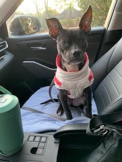 Eva, Adoptable, Young Female Boston Terrier.