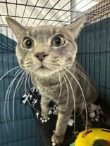 Kingsley, Adoptable, Adult Male Domestic Short Hair.
