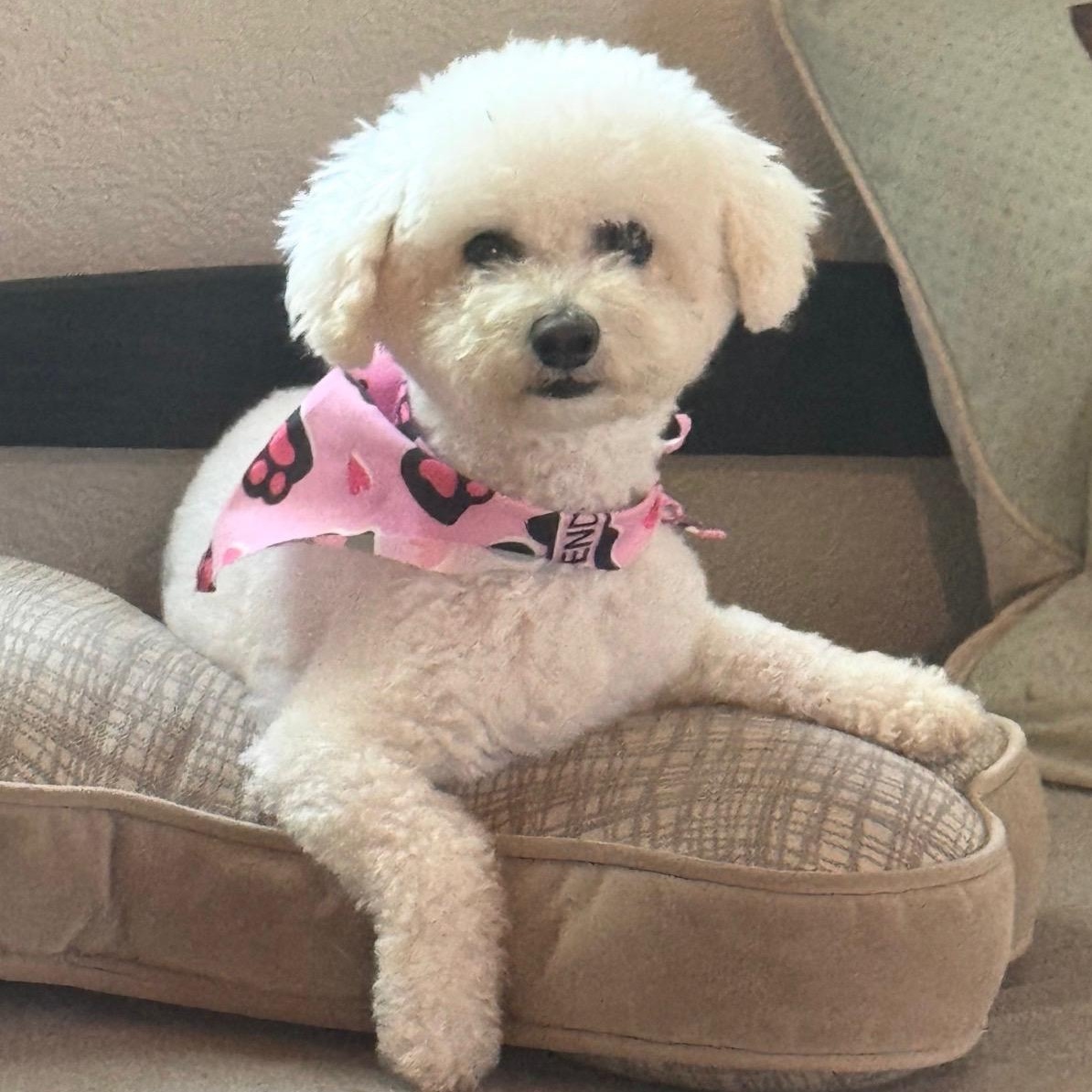 Bluey, ADOPTABLE, Senior Female Bichon Frise & Miniature Poodle.