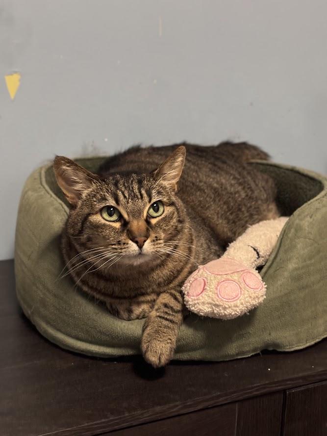 Enlarge Ophelia, a Adoptable Domestic Short Hair in The Colony, TX image 1/6