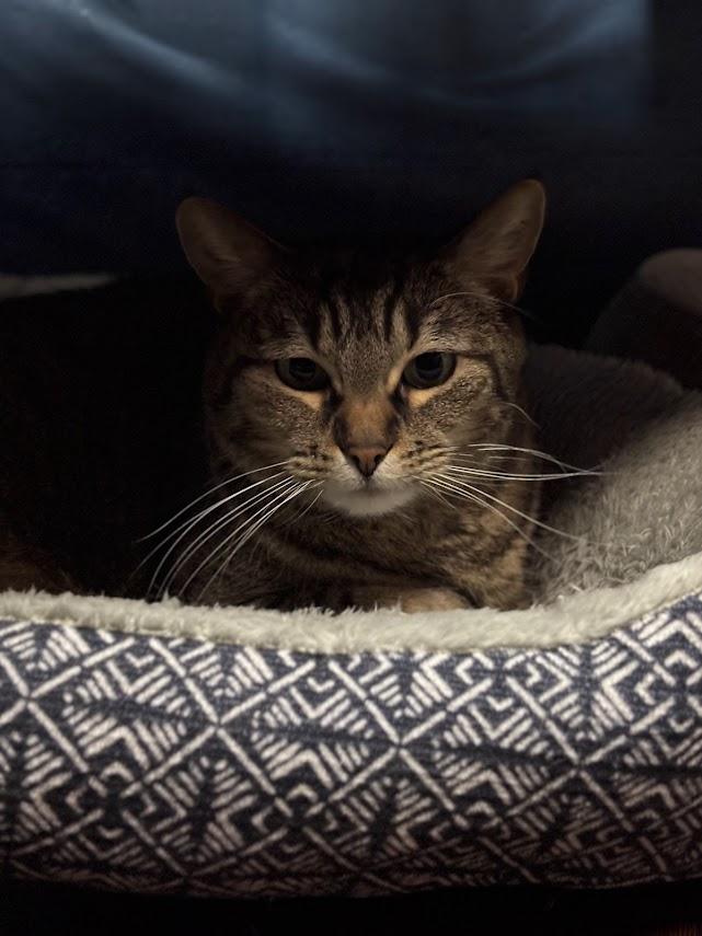 Enlarge Ophelia, a Adoptable Domestic Short Hair in The Colony, TX image 3/6