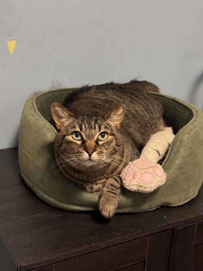 Enlarge Ophelia, a Adoptable Domestic Short Hair in The Colony, TX image 6/6