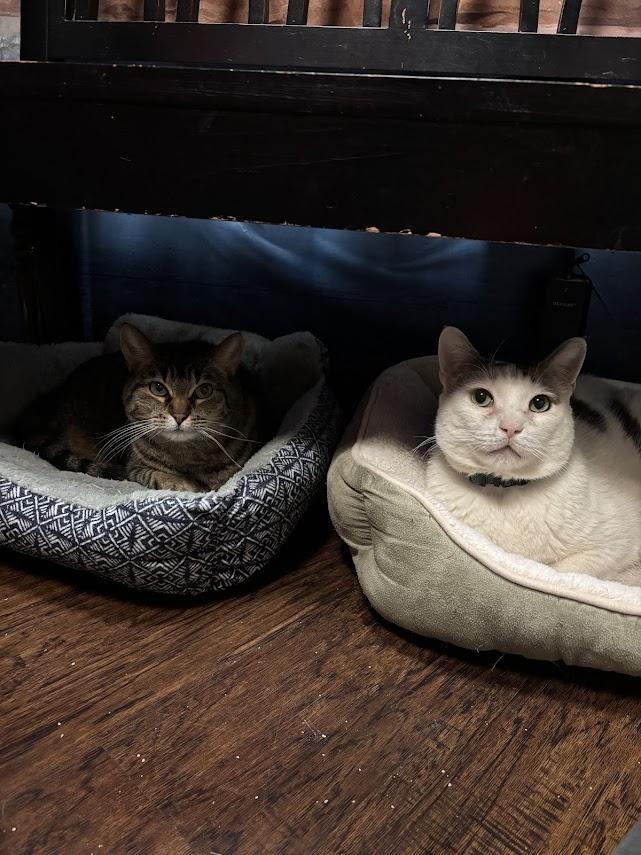 Enlarge Ophelia, a Adoptable Domestic Short Hair in The Colony, TX image 4/6