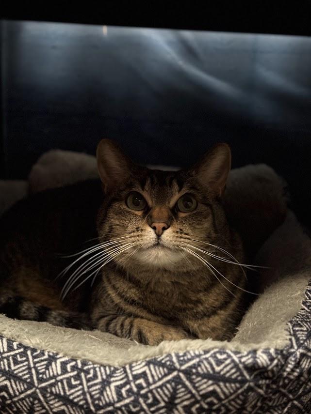 Enlarge Ophelia, a Adoptable Domestic Short Hair in The Colony, TX image 2/6