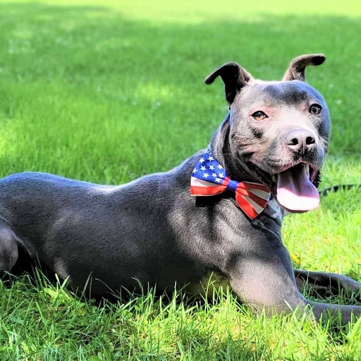 Enlarge Hansen, an adopted mixed breed in Traverse City, MI image 1/1