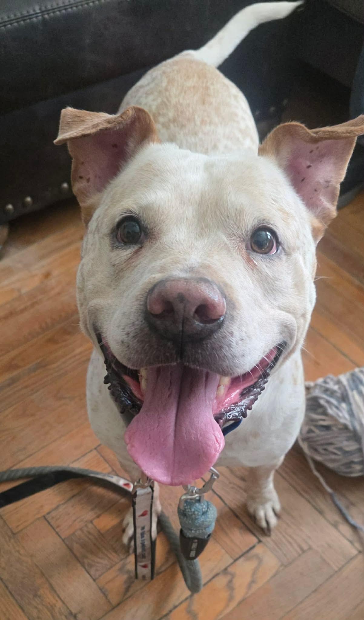 Sargent, Adoptable, Adult Male Pit Bull Terrier.