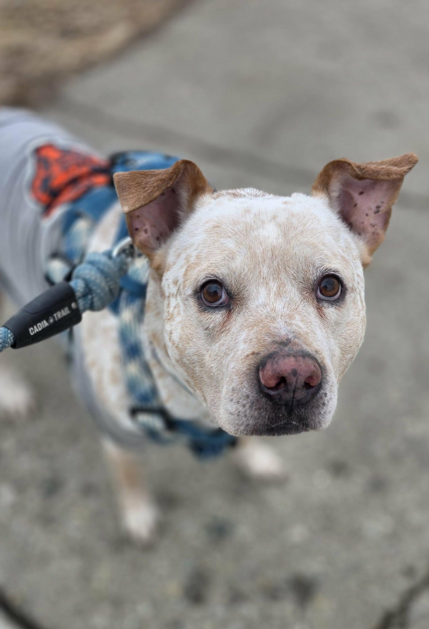 Enlarge Sargent, a Adoptable Pit Bull Terrier in Elgin, IL image 2/3