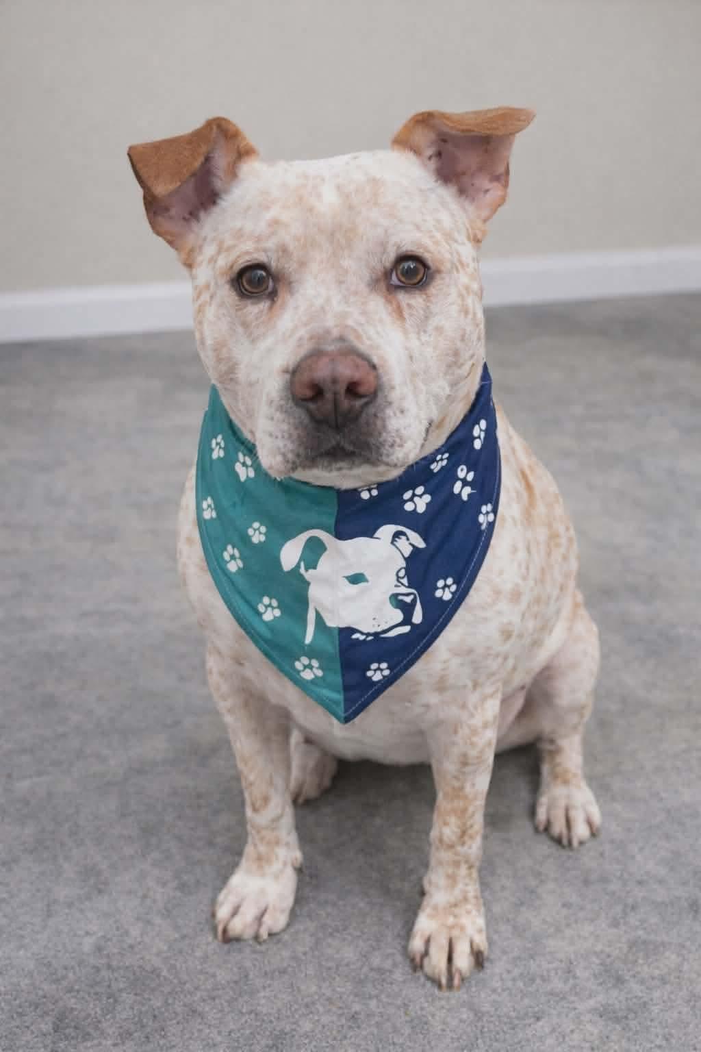 Enlarge Sargent, a Adoptable Pit Bull Terrier in Elgin, IL image 3/3