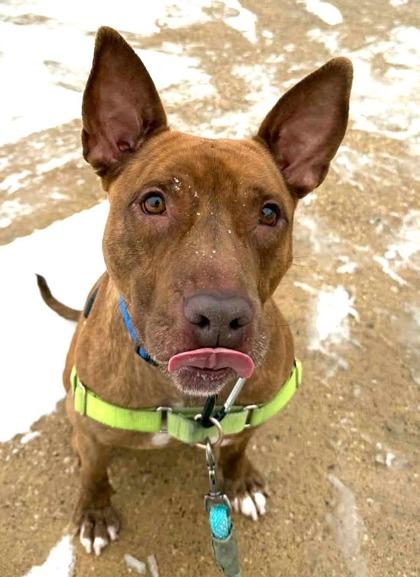 Enlarge Murray, a Adoptable mixed breed in Valley View, OH image 1/2