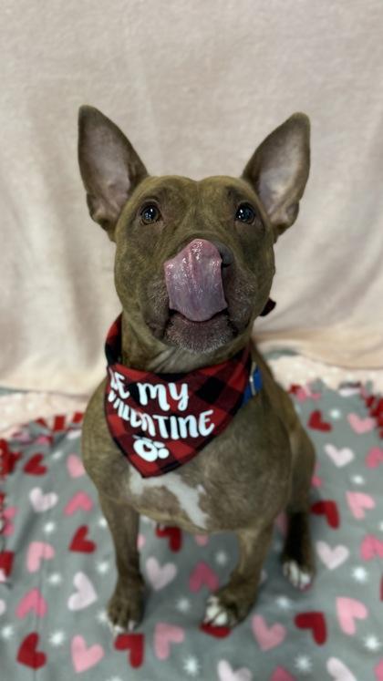 Murray, Adoptable, Adult Male Bull Terrier & Mixed Breed.