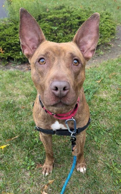 Enlarge Murray, a Adoptable mixed breed in Valley View, OH image 2/3