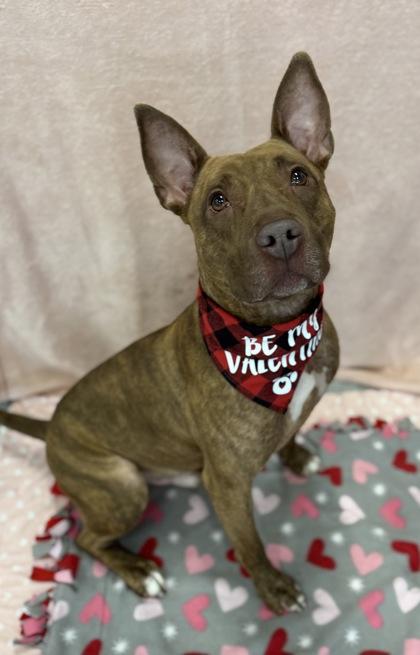 Enlarge Murray, a Adoptable mixed breed in Valley View, OH image 3/3