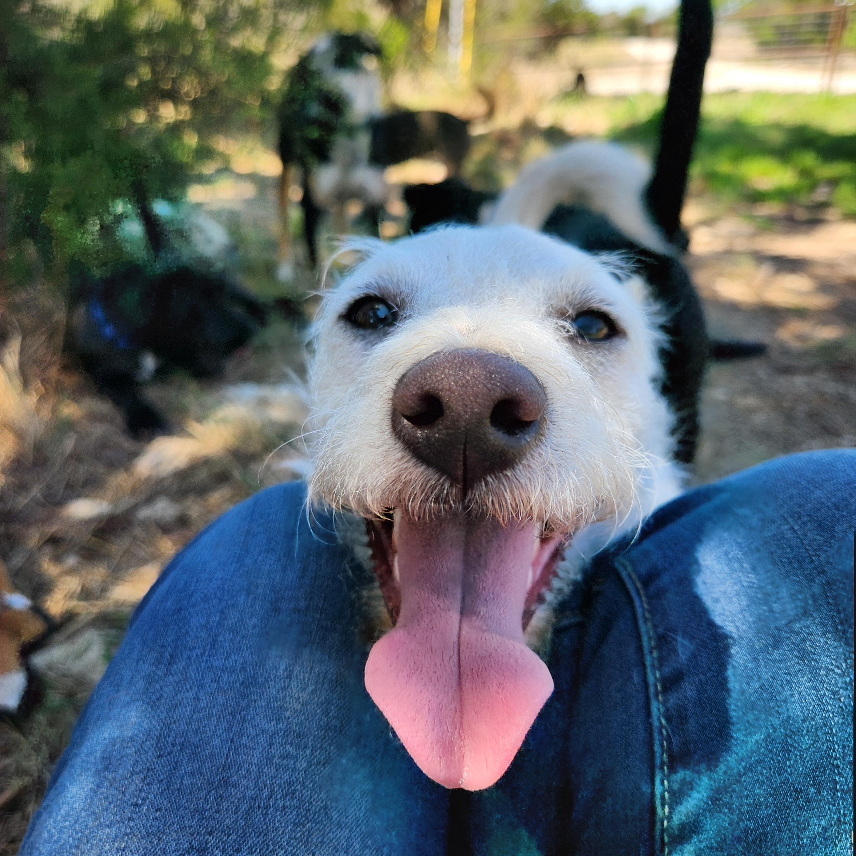 Aspen, a ADOPTABLE mixed breed in Killeen, TX image 6/6