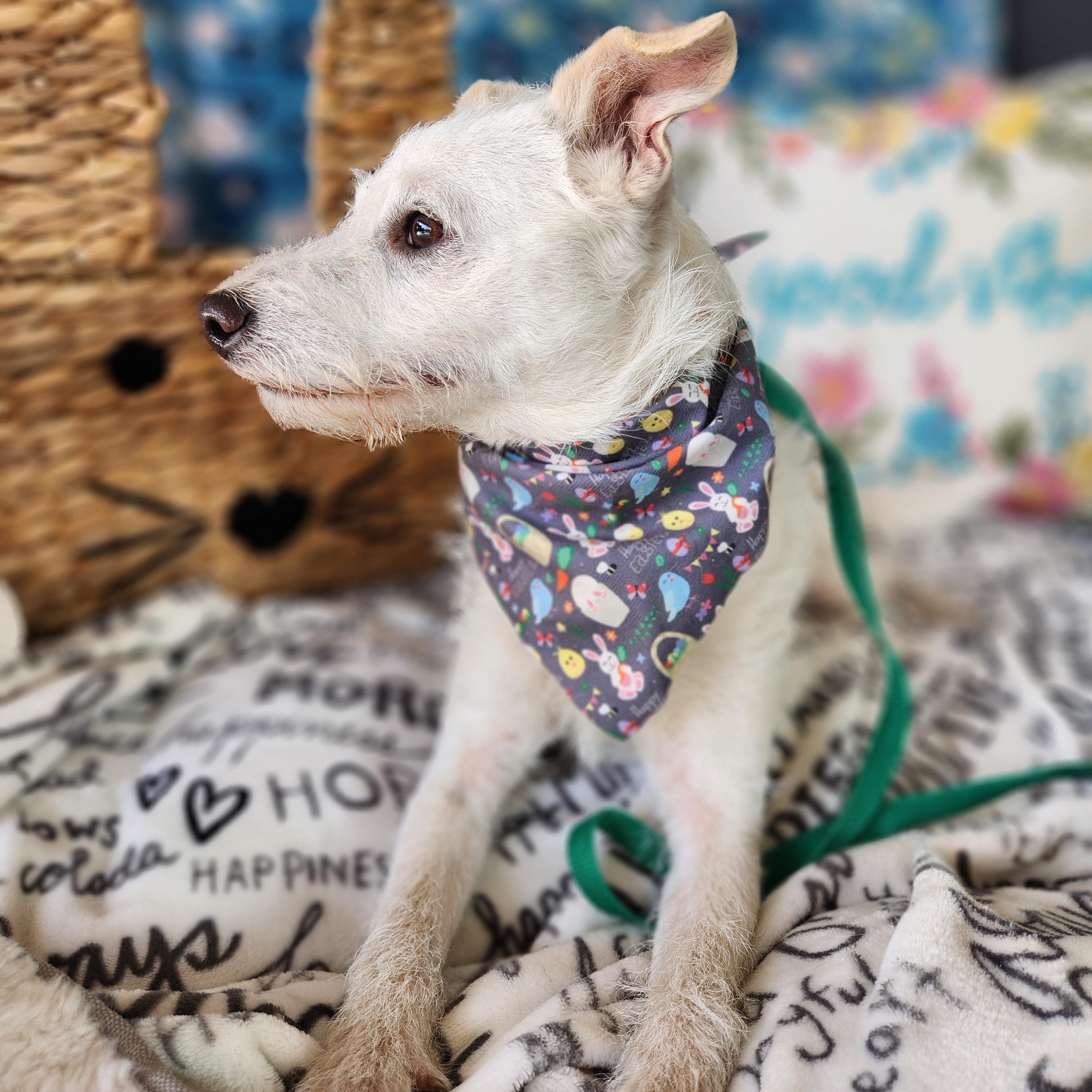 Aspen, a ADOPTABLE mixed breed in Killeen, TX image 3/6