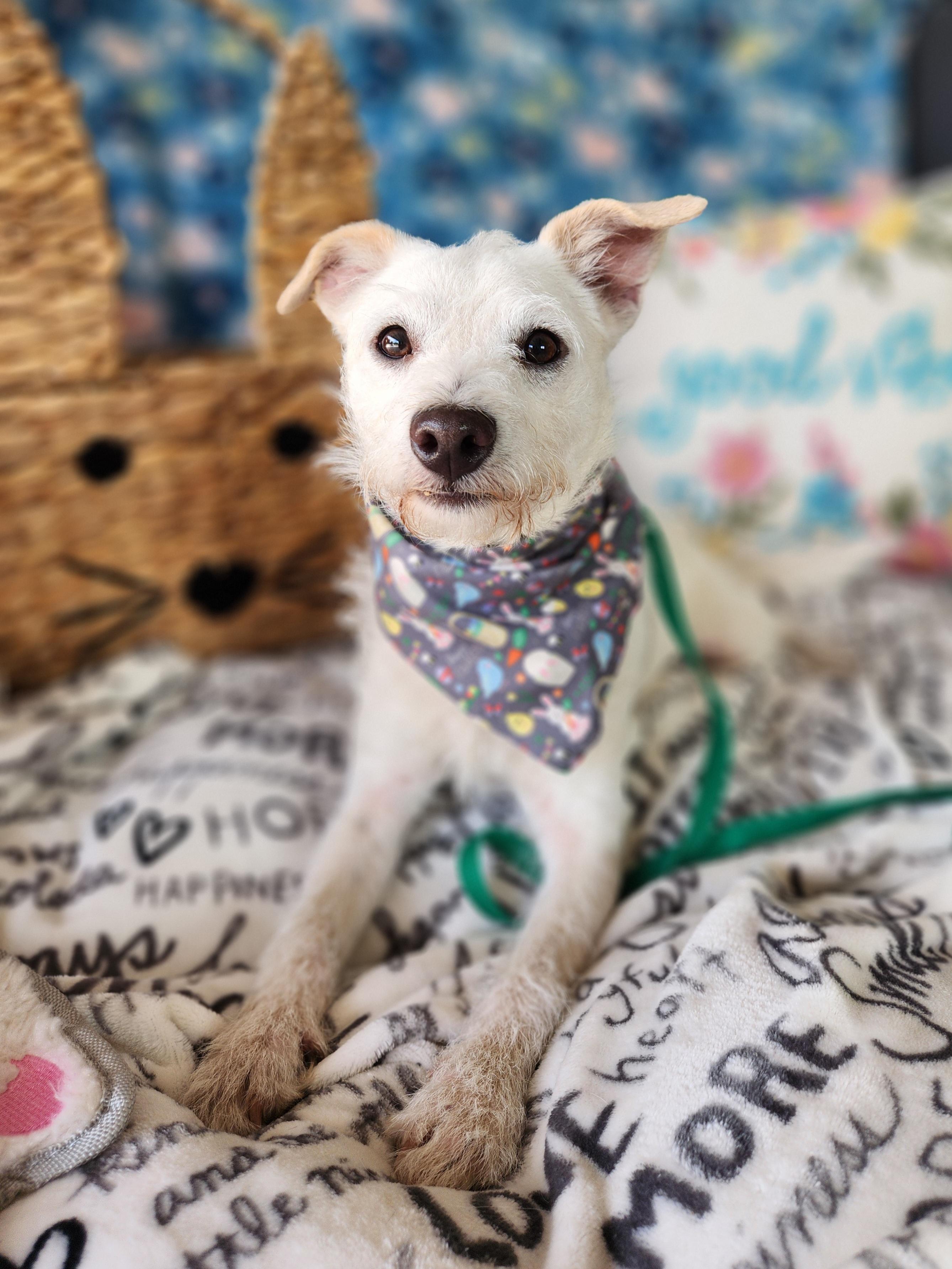 Aspen, a ADOPTABLE mixed breed in Killeen, TX image 4/6