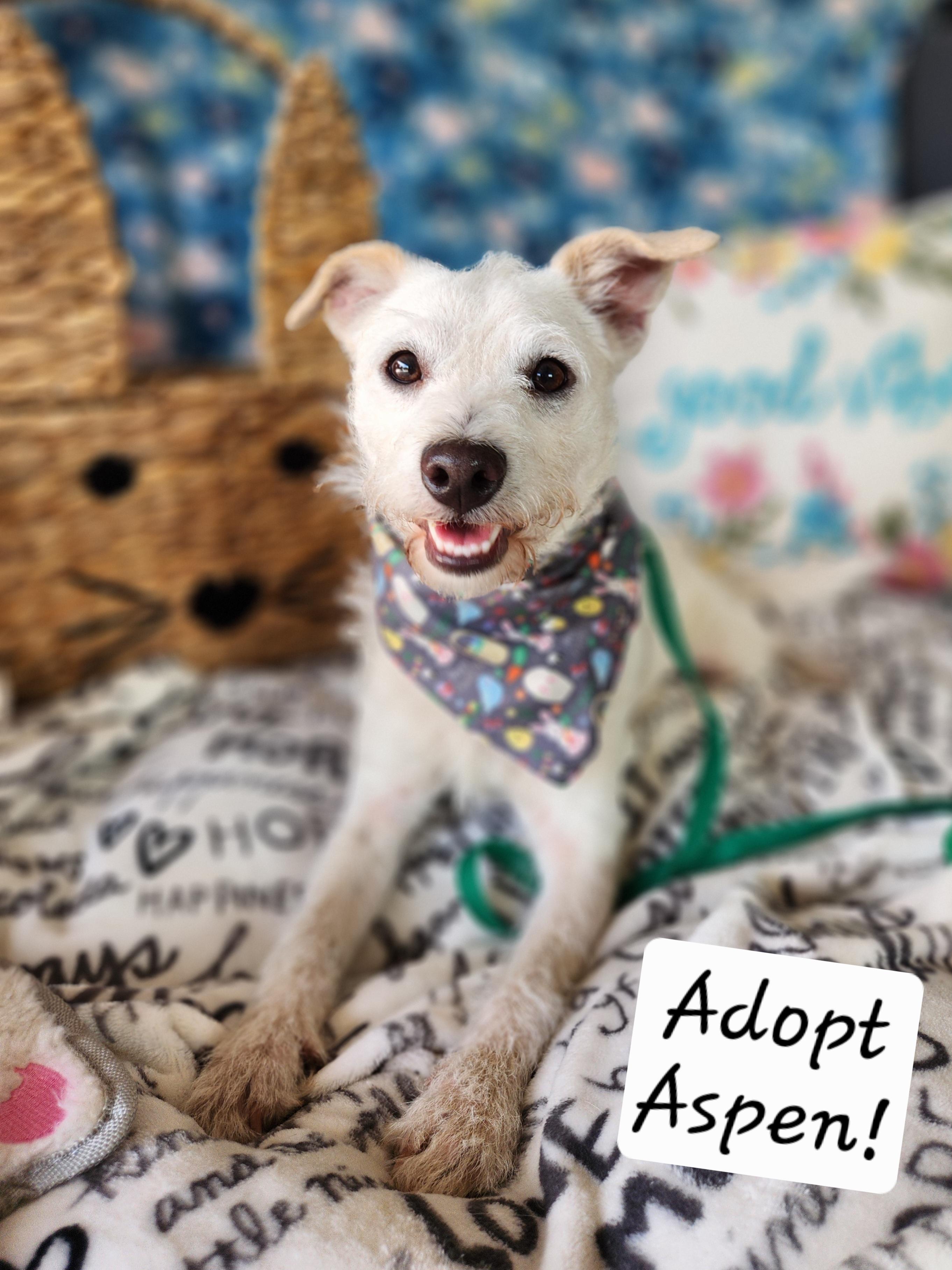 Aspen, ADOPTABLE, Young Male Wirehaired Terrier.