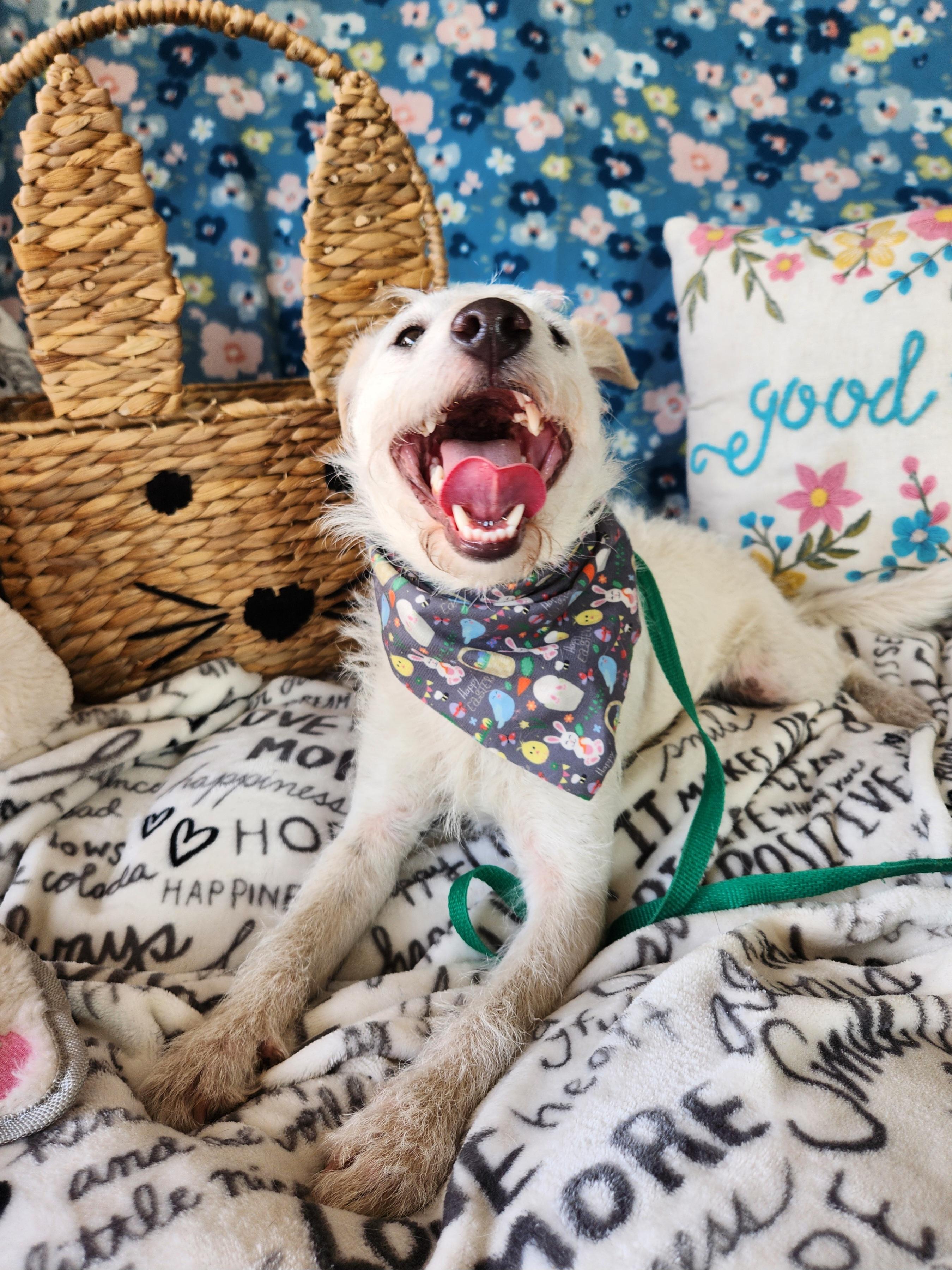 Aspen, a ADOPTABLE mixed breed in Killeen, TX image 2/6