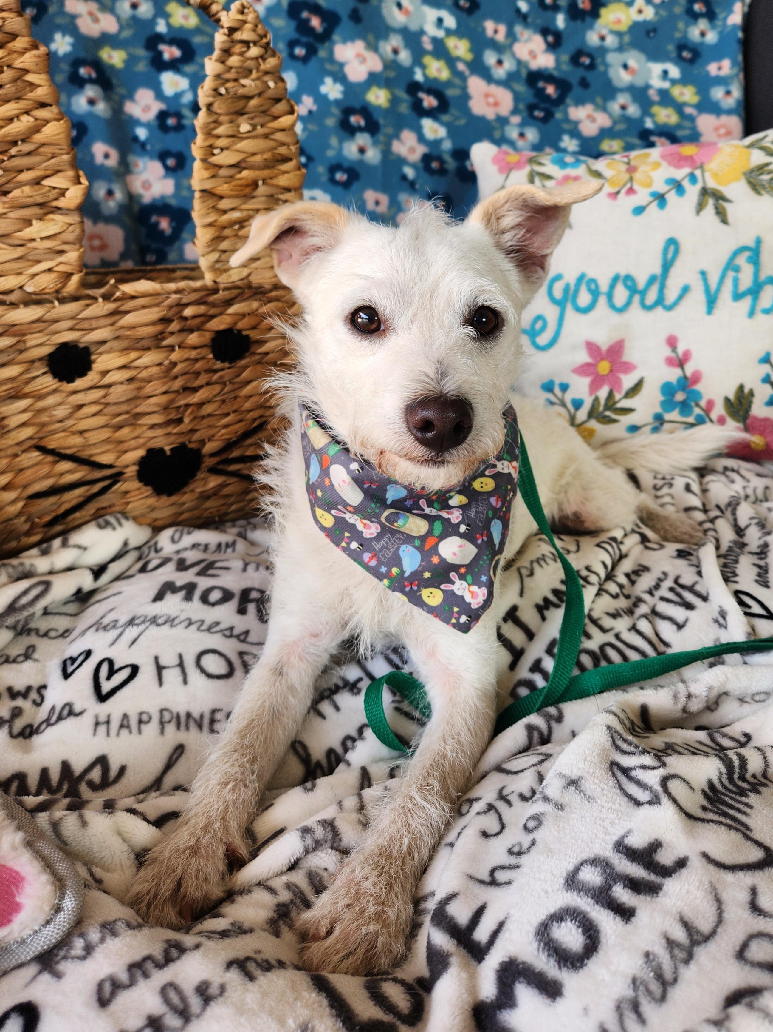 Aspen, a ADOPTABLE mixed breed in Killeen, TX image 5/6