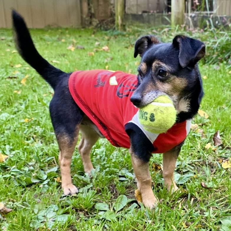 Enlarge Kismet, a Adoptable mixed breed in Norwood, OH image 2/4