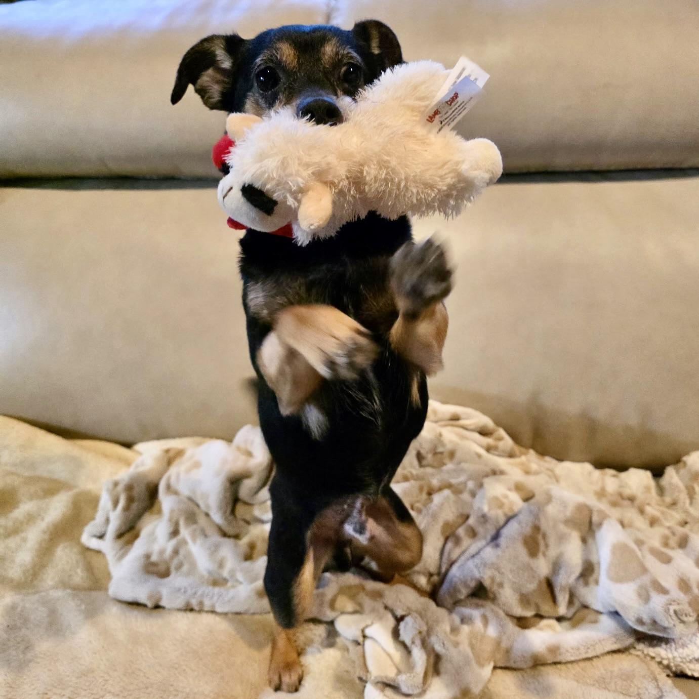 Enlarge Kismet, a Adoptable mixed breed in Norwood, OH image 3/4