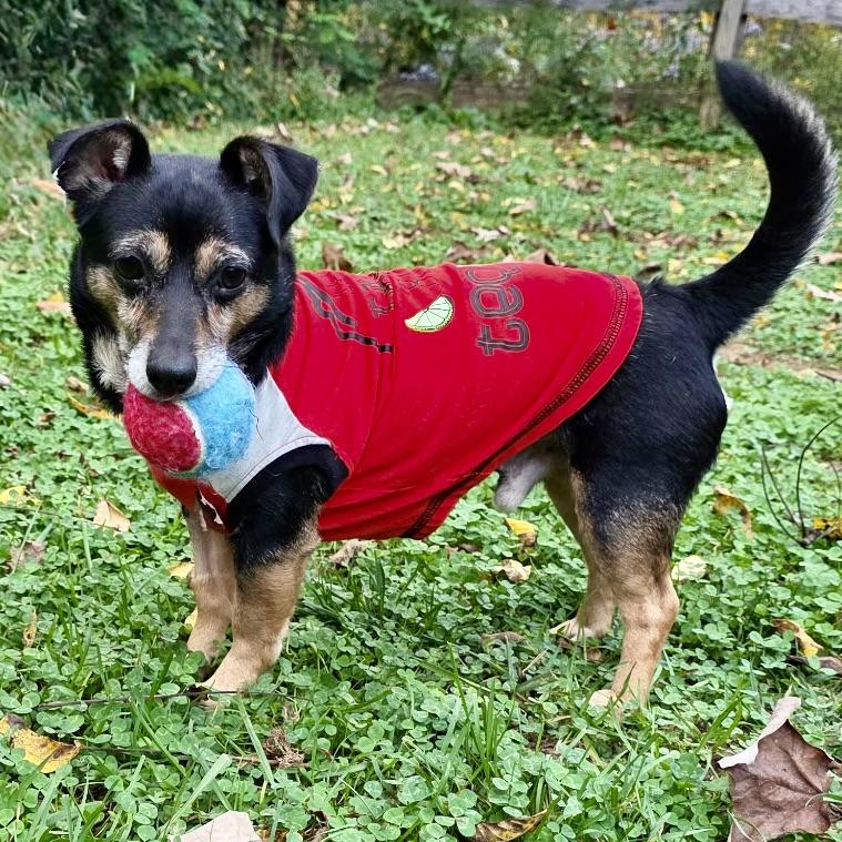 Enlarge Kismet, a Adoptable mixed breed in Norwood, OH image 1/4