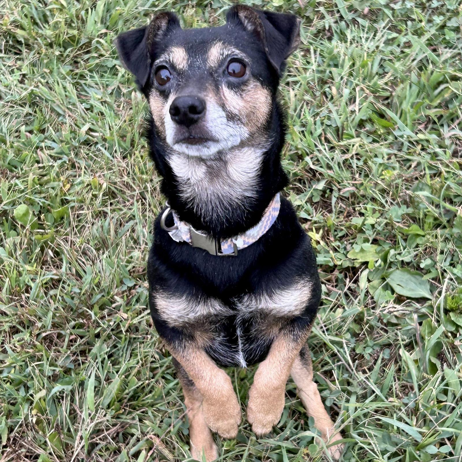 Enlarge Kismet, a Adoptable mixed breed in Norwood, OH image 4/4