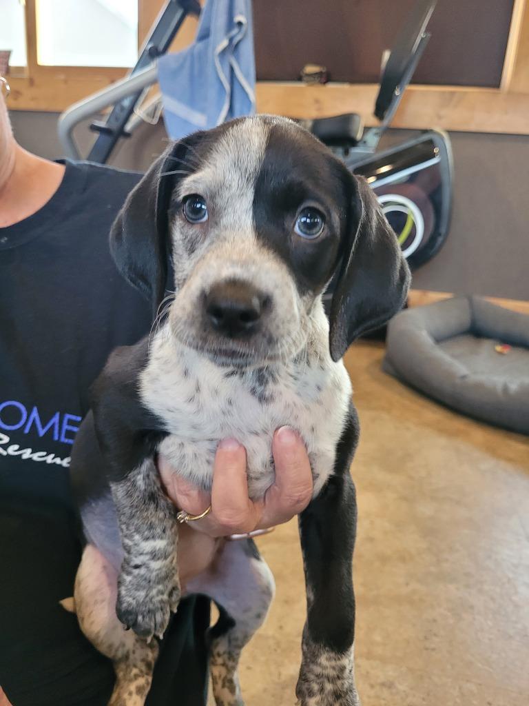 Lourdes, Adopted, Adult Female Bluetick Coonhound & Mixed Breed.