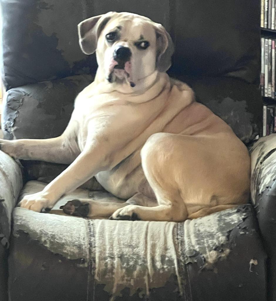 Enlarge Desi (courtesy listing), a Adoptable English Bulldog in Rockford, IL image 1/1