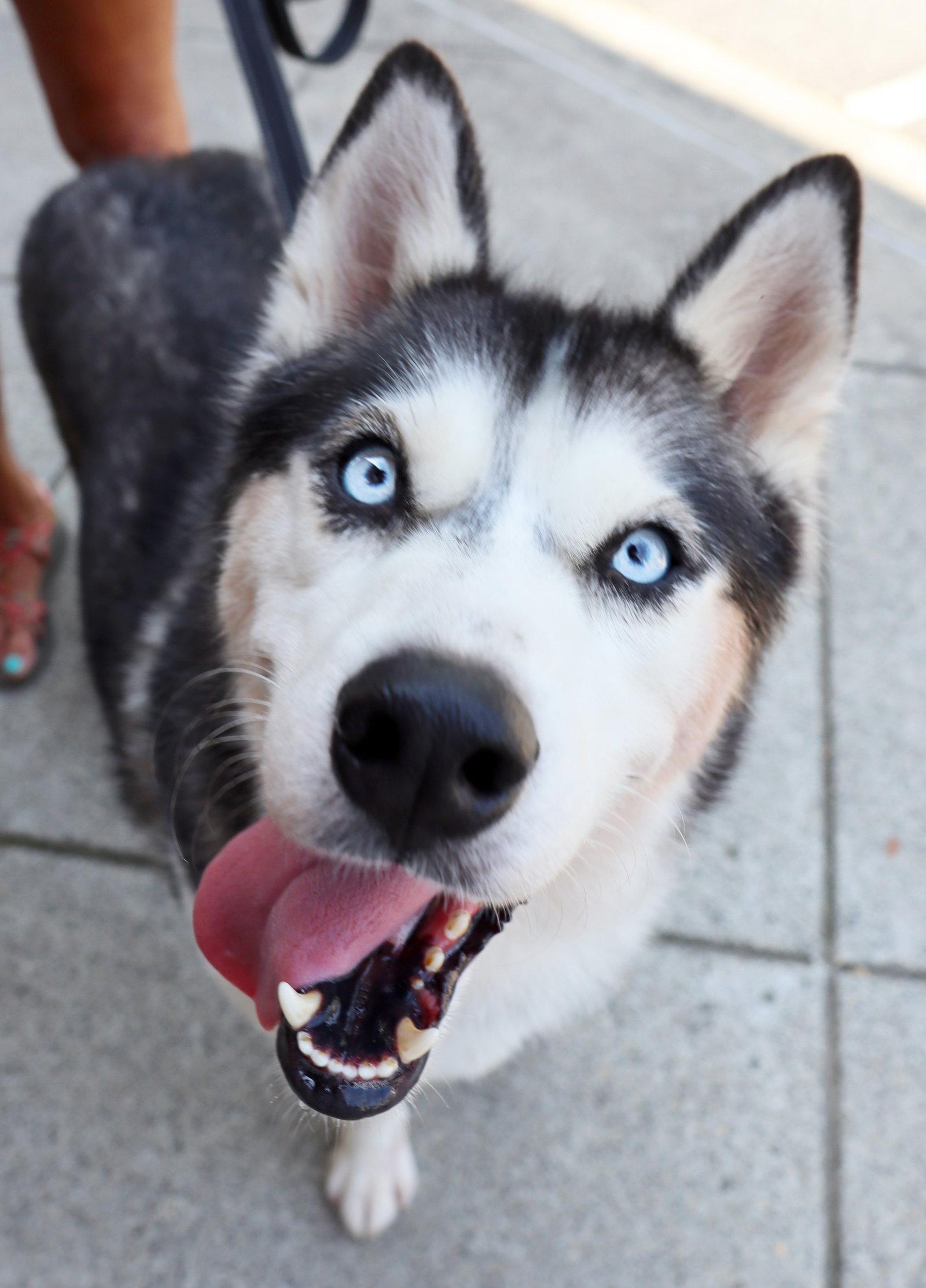 Enlarge Emma, a Adoptable Siberian Husky in Cumming, GA image 1/3