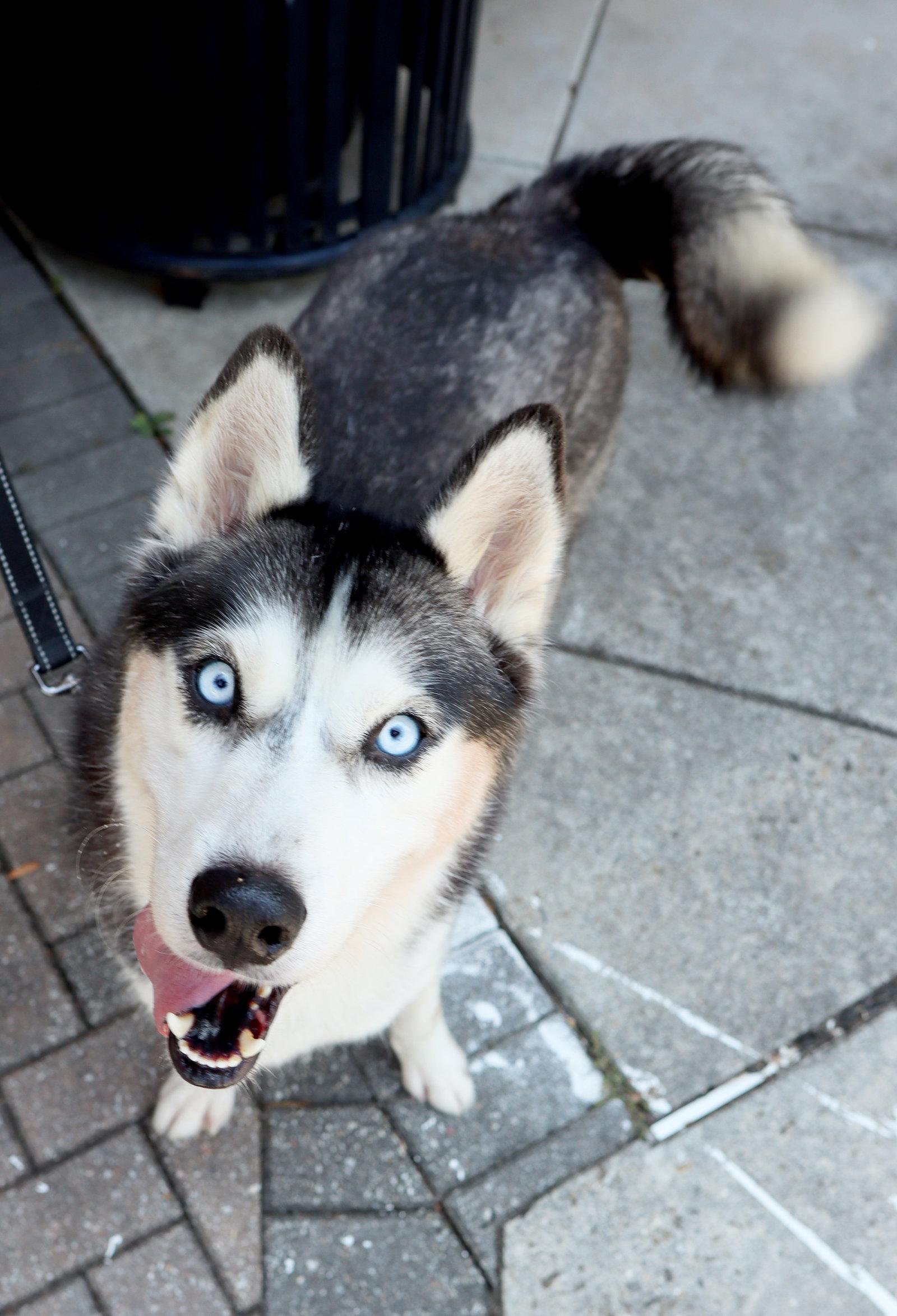 Enlarge Emma, a Adoptable Siberian Husky in Cumming, GA image 2/3