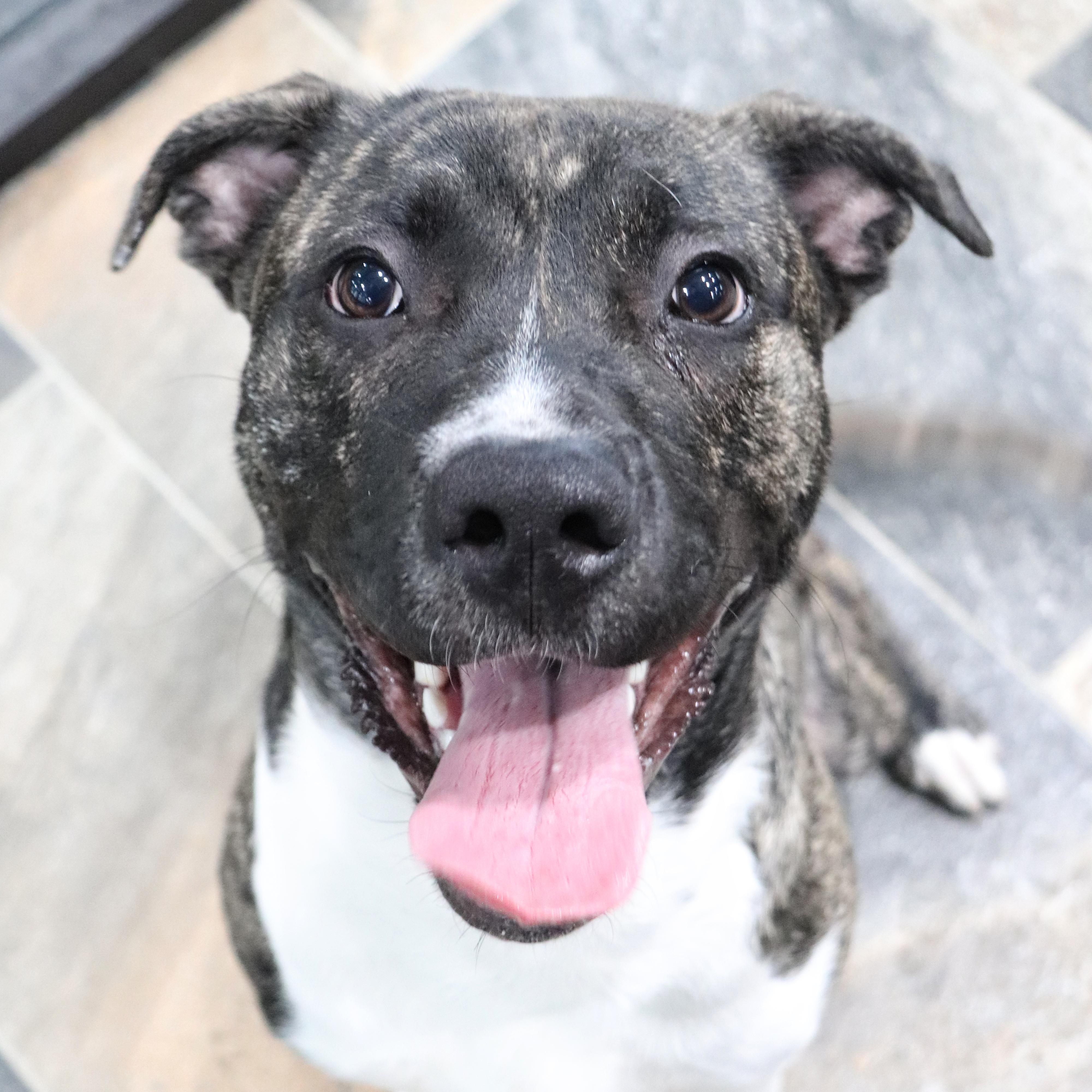 Dak #10582, Adult Male Mastiff
