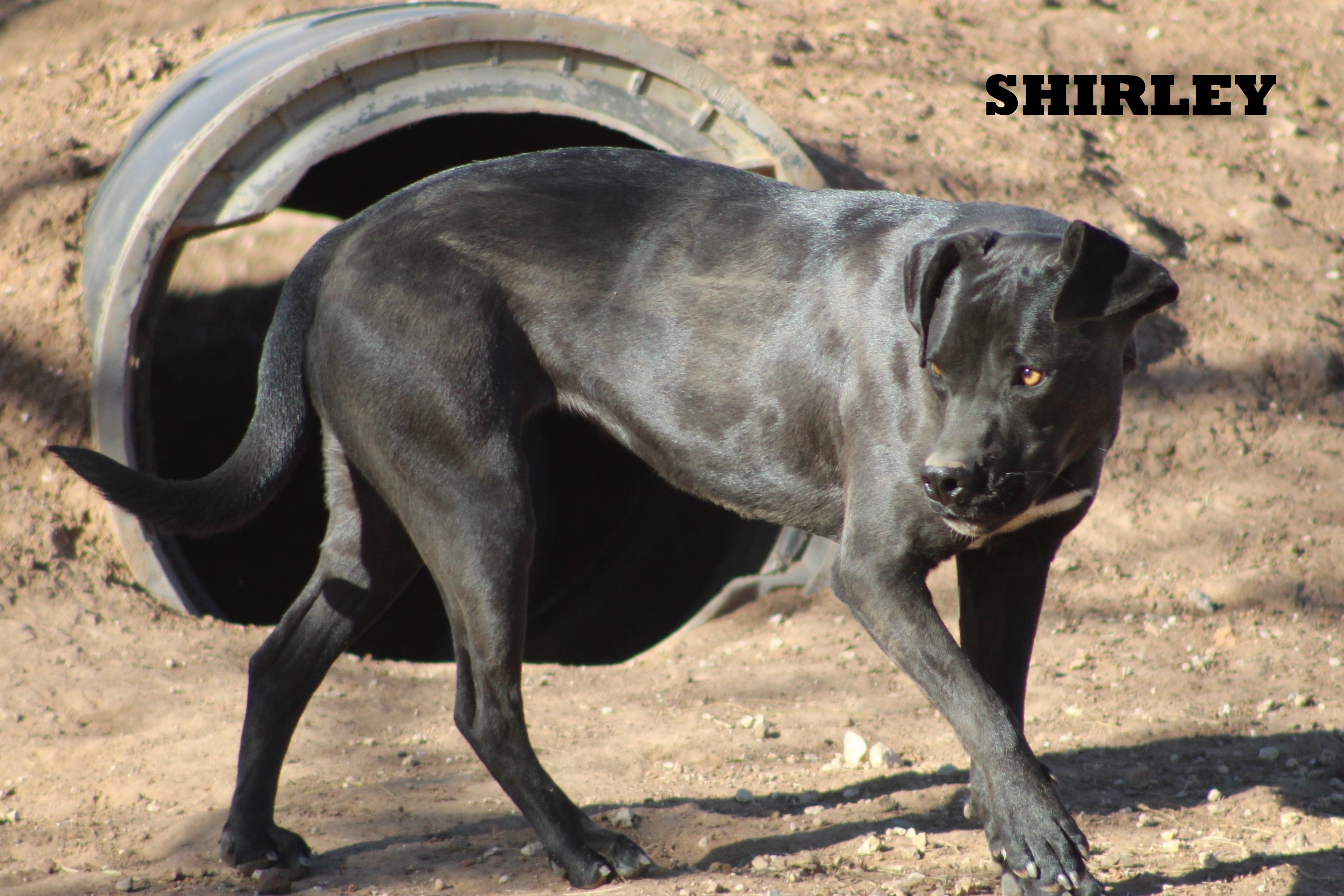 Shirley, Adoptable, Adult Female Pit Bull Terrier.