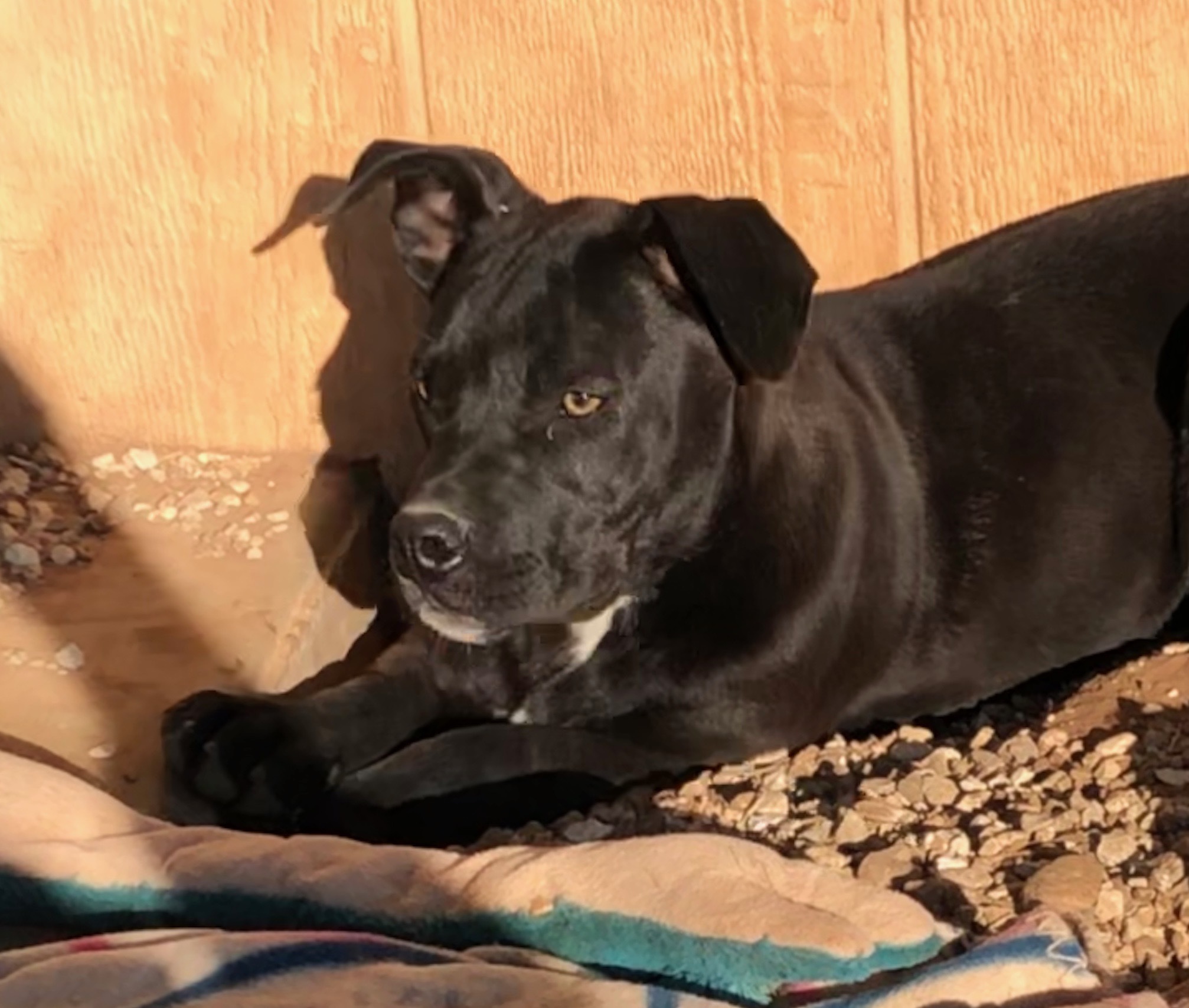 Shirley, Adoptable, Adult Female Pit Bull Terrier.