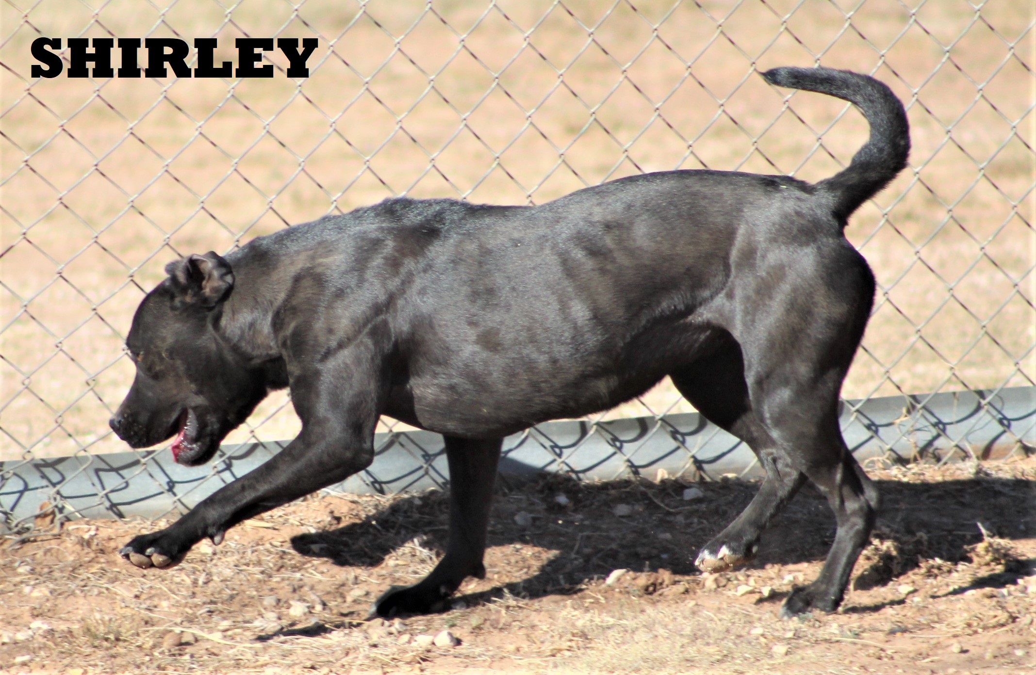 Shirley, a Adoptable mixed breed in Post, TX image 3/12