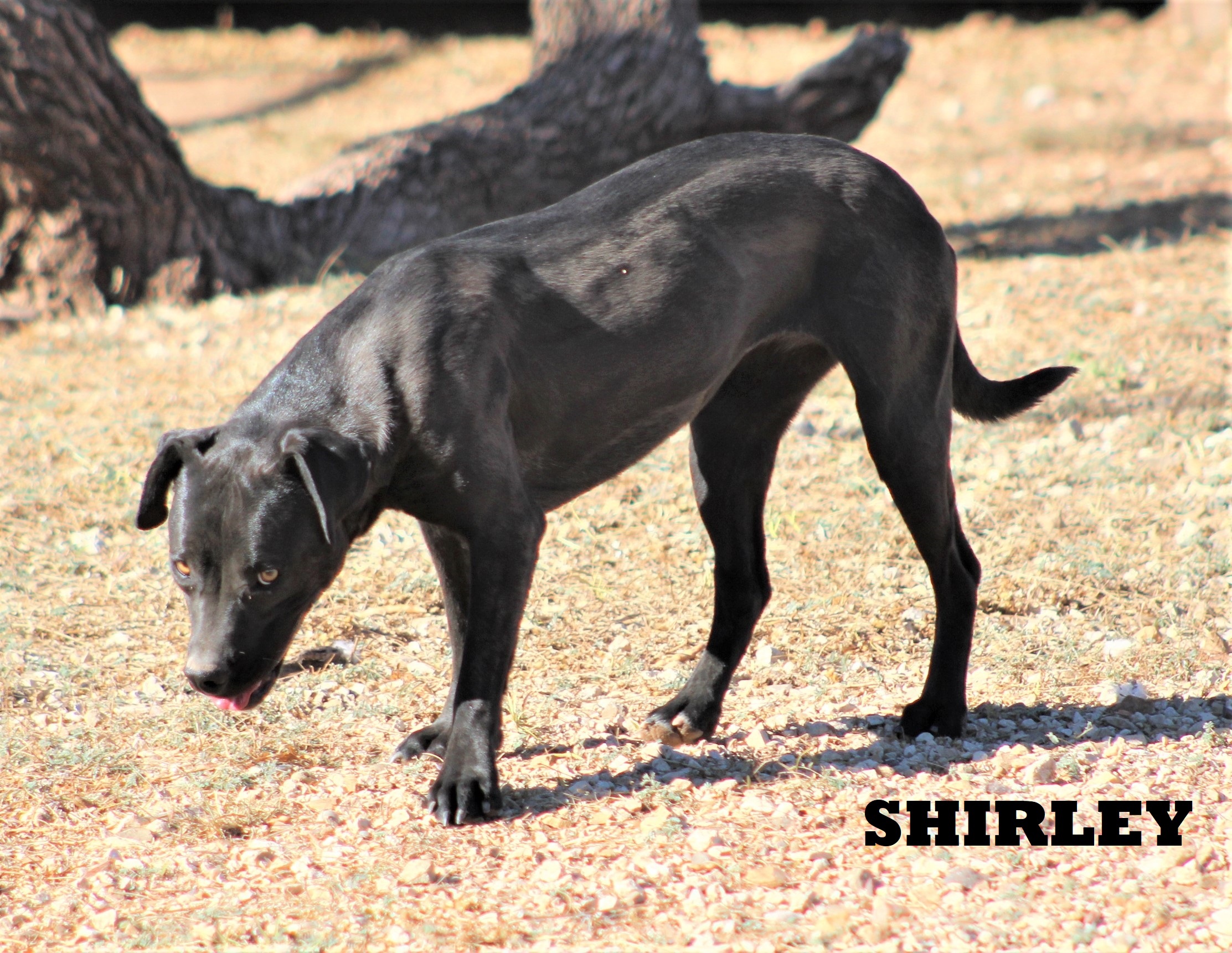 Shirley, a Adoptable mixed breed in Post, TX image 4/12