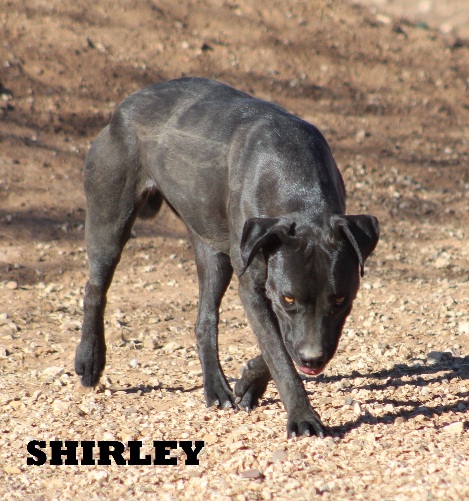 Shirley, a Adoptable mixed breed in Post, TX image 5/12