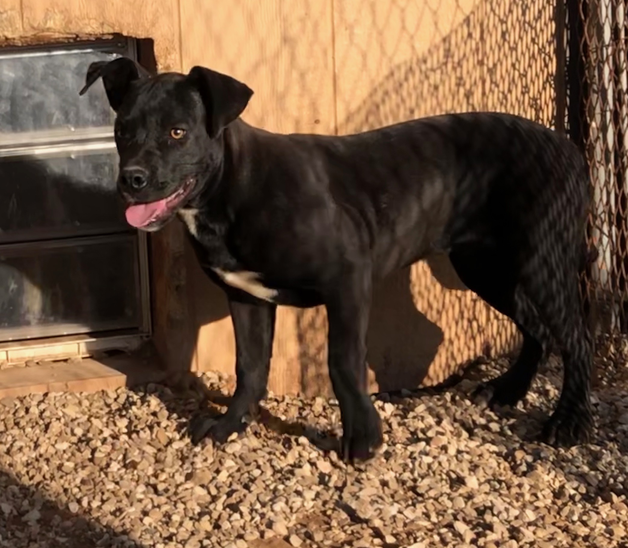 Shirley, a Adoptable mixed breed in Post, TX image 6/12