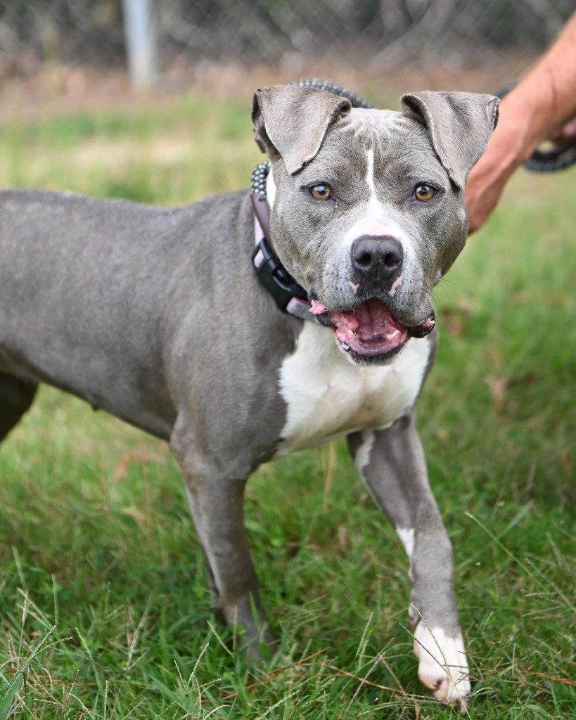 DA 32 Lyria, Adoptable, Adult Female Pit Bull Terrier.