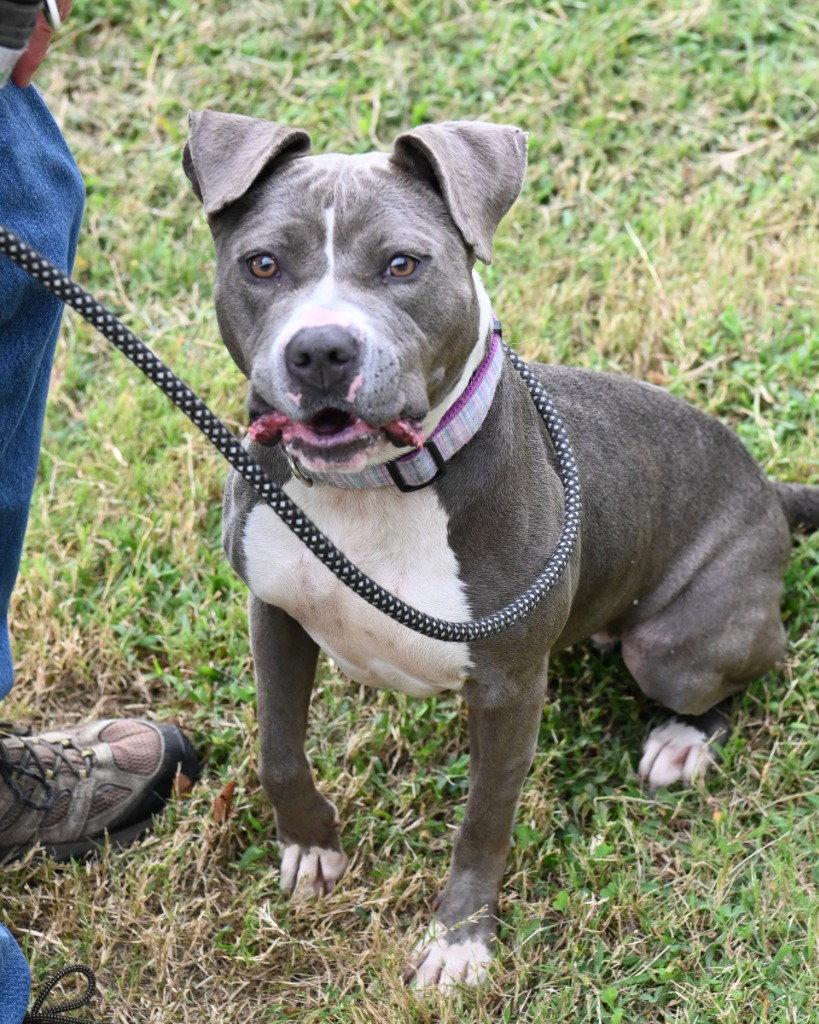 Enlarge DA 32 Lyria, a Adoptable Pit Bull Terrier in Glen Allen, VA image 2/3
