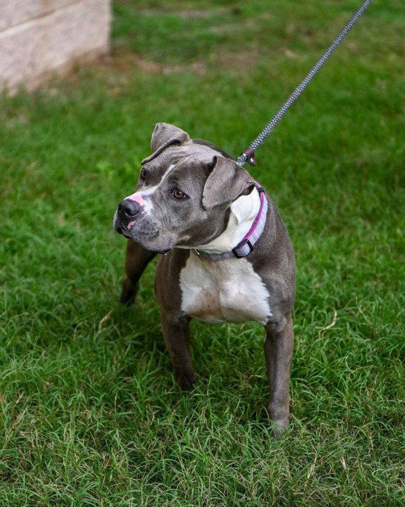 Enlarge DA 32 Lyria, a Adoptable Pit Bull Terrier in Glen Allen, VA image 3/3