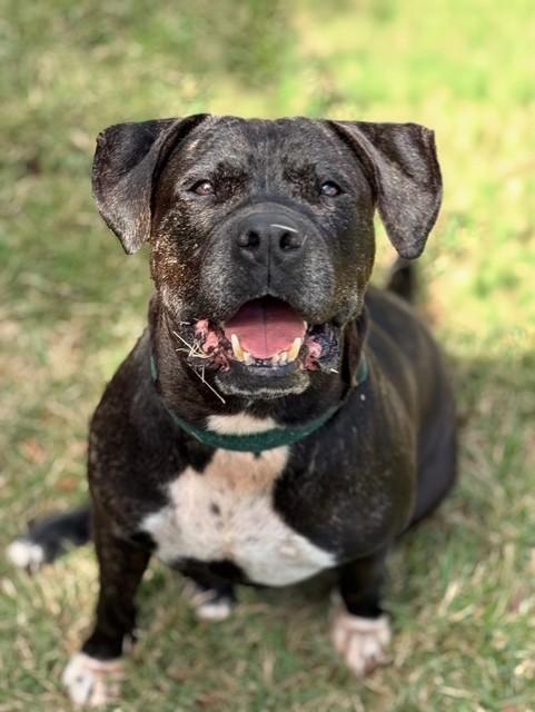 Enlarge OLIVIA, a Adoptable mixed breed in Miami, FL image 1/1