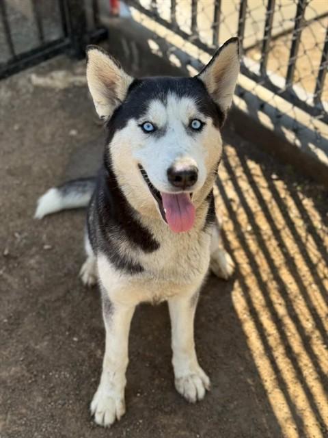 Enlarge SQUISHY, a Adoptable Siberian Husky in Riverside, CA image 1/1