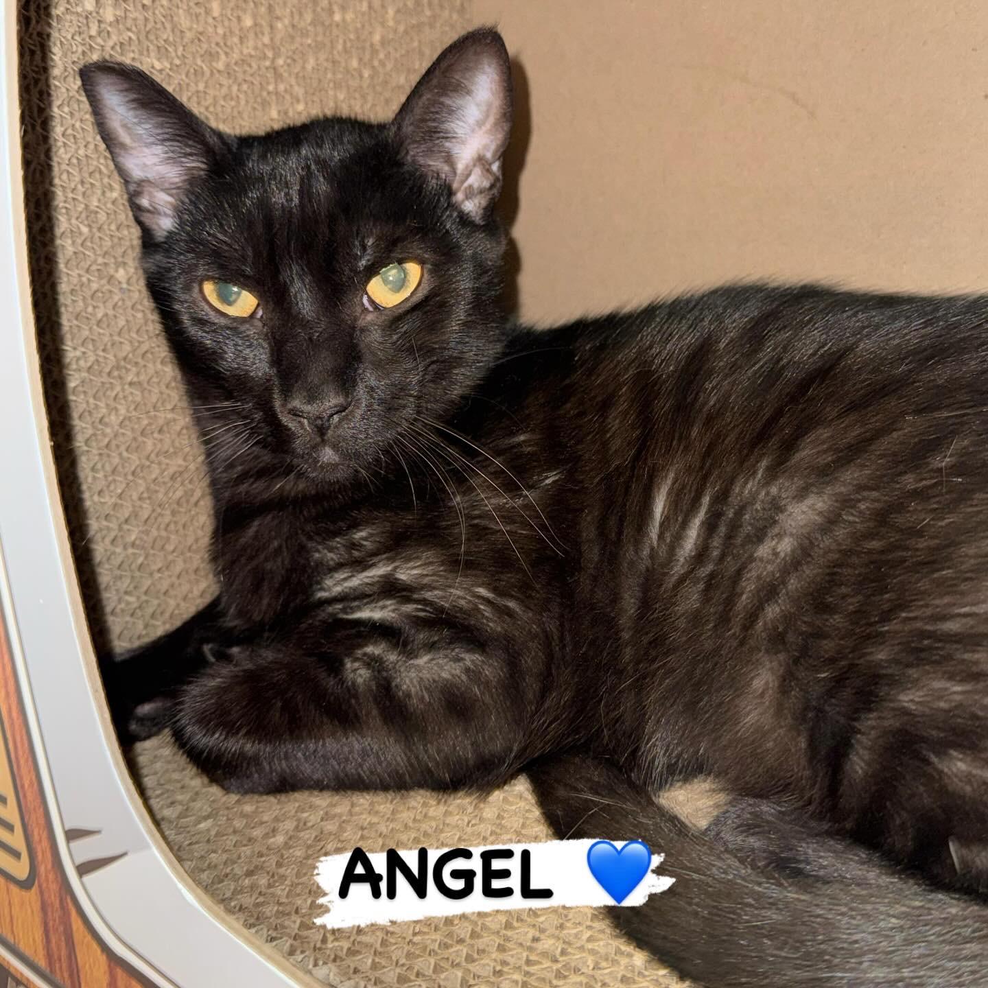 Angel, Adoptable, Young Male Domestic Short Hair.