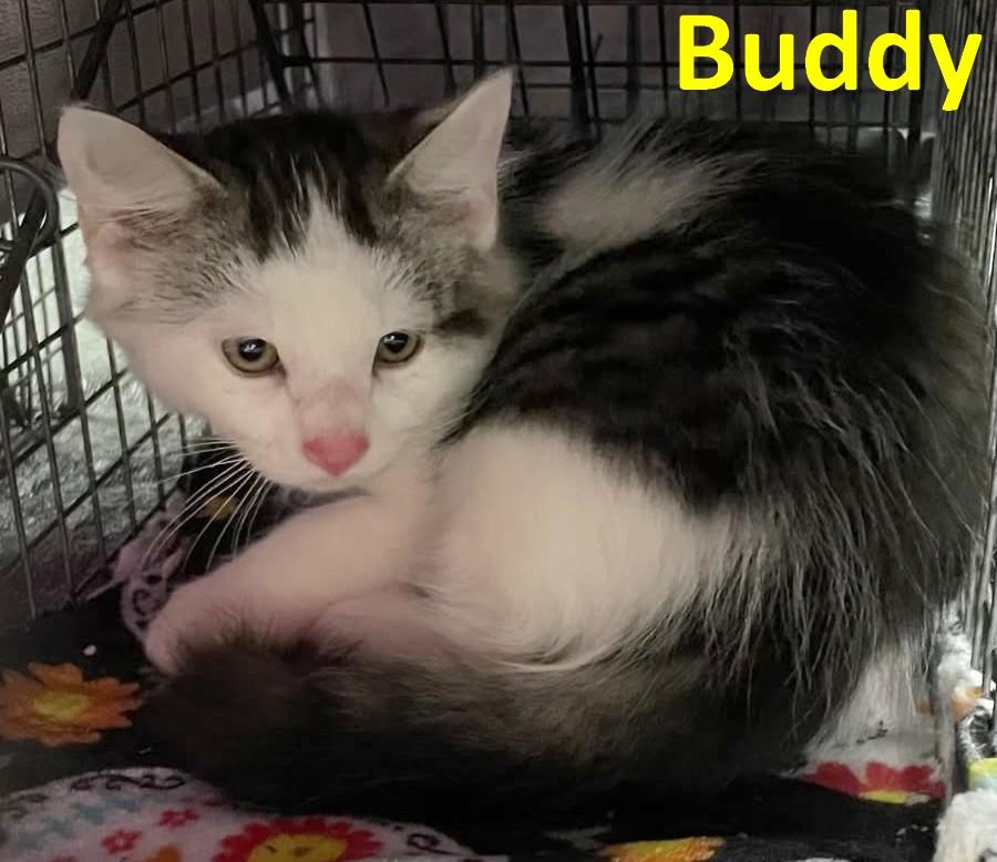 Enlarge Buddy, a Adoptable American Shorthair in Rochester, NY image 1/1