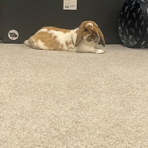 Enlarge Lenny, a ADOPTABLE Holland Lop in Grand Rapids, MI image 1/3