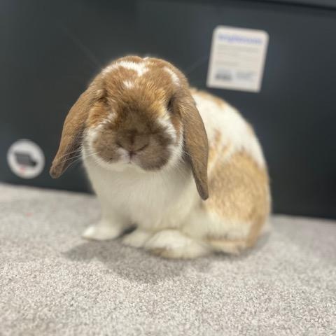 Enlarge Lenny, a ADOPTABLE Holland Lop in Grand Rapids, MI image 2/3