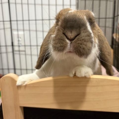 Lenny, ADOPTABLE, Adult Male Holland Lop.