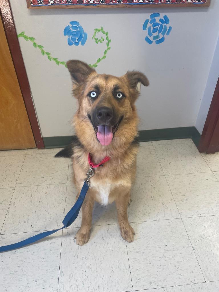 Enlarge Amber, a ADOPTABLE mixed breed in Maysville, KY image 1/1